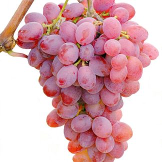 Vitis vinifera Katharina (rosa)