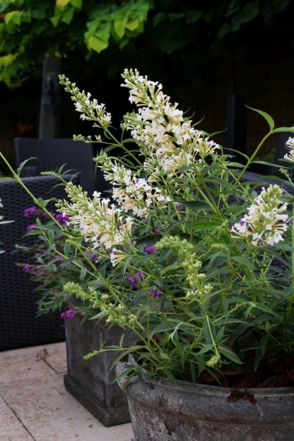 Buddleja davidii Free Petite Snow White