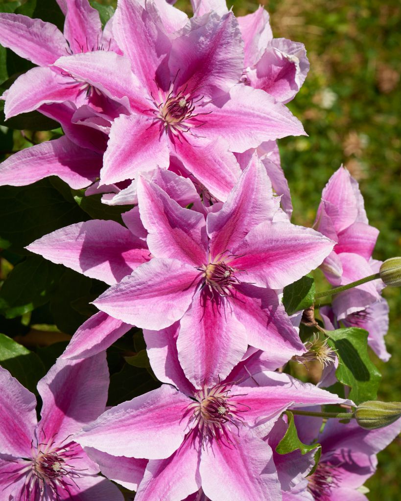 Clematis Yuan™ Evipo082(N)<br>Boulevard® – Bild 4