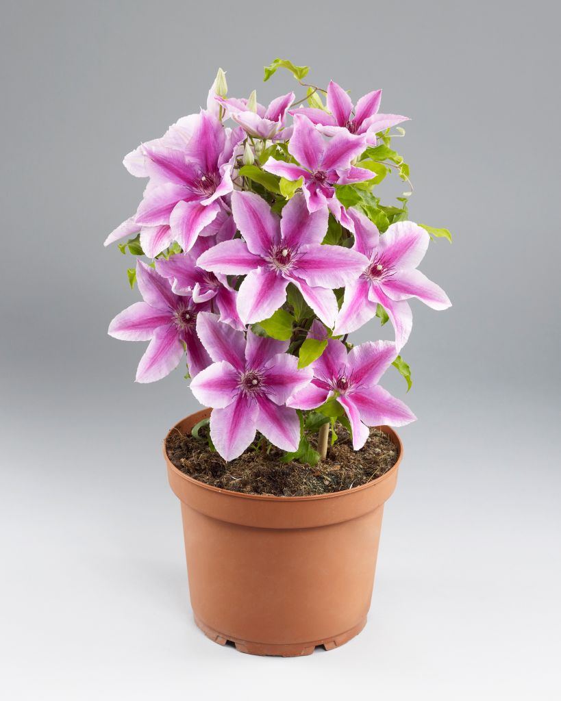 Clematis Yuan™ Evipo082(N)<br>Boulevard® – Bild 3