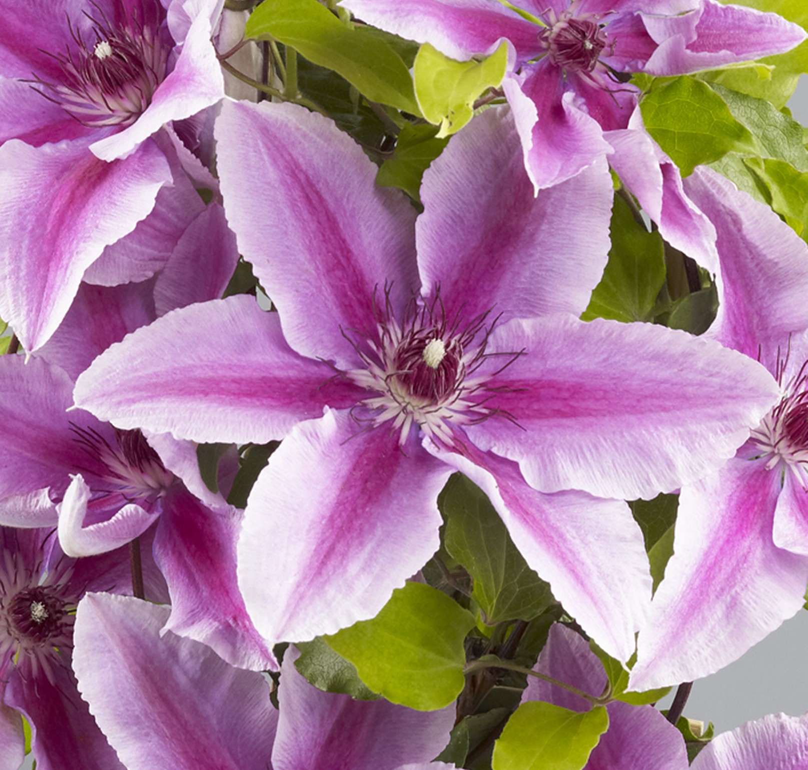 Clematis Yuan™ Evipo082(N)<br>Boulevard® – Bild 2