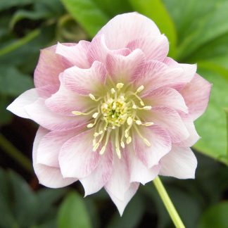 Helleborus orientalis gefüllt rosa