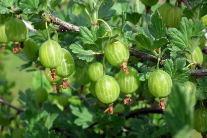 Ribes uva-crispa Mucurines