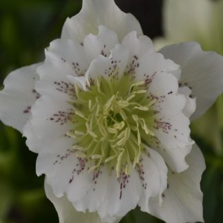 Helleborus orientalis gefüllt weiß