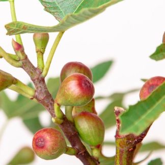 Ficus carica 'Little Miss Figgy' ®