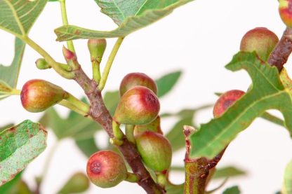 Ficus carica 'Little Miss Figgy' ®