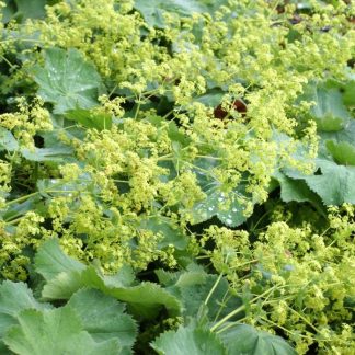 Alchemilla mollis Robustica