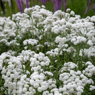 Achillea ptarmica Diadem Schneeball