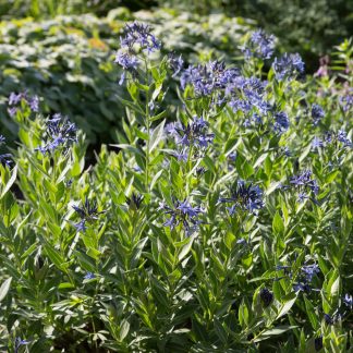Amsonia ciliata