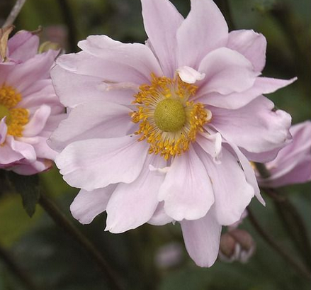 Anemone Japonica-Hybride 'Königin Charlotte'