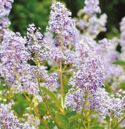 Ceanothus thyrsiforus repens