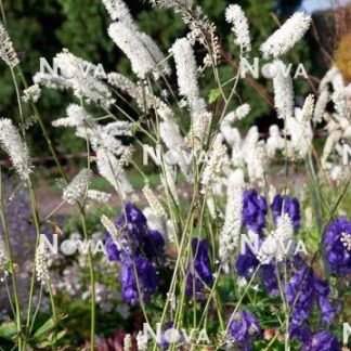 Cimicifuga (Actea) simplex White Pearl