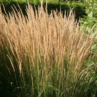 Calamagrostis x acutiflora 'Karl Foerster'
