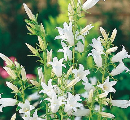 Campanula latifolia  Macrantha 'Alba'