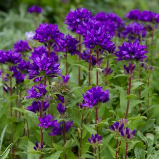 Campanula glomerata 'Superba'
