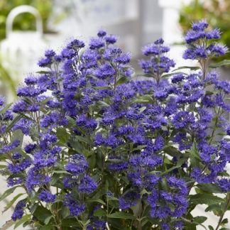 Caryopteris Grand Bleue®S