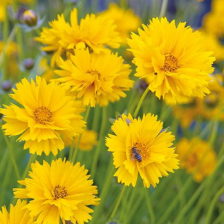 Coreopsis grandiflora Early Sunrise
