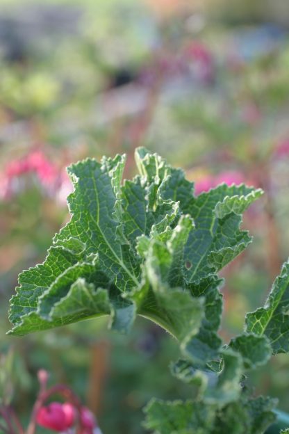 Crambe cordifolia Riesenschleierkraut