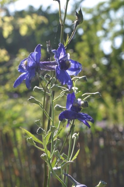 Delphinium grandiflorum 'Blauer Zwerg'