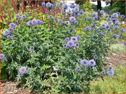 Echinops ritro Veitch's Blue