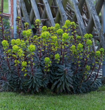 Euphorbia amygdaloides 'Purpurea'