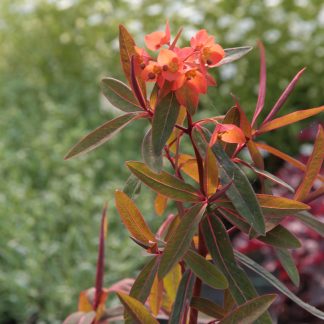 Euphorbia griffithii 'Fireglow'