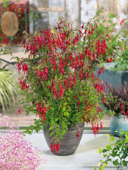 Fuchsia magelanica Gracilis