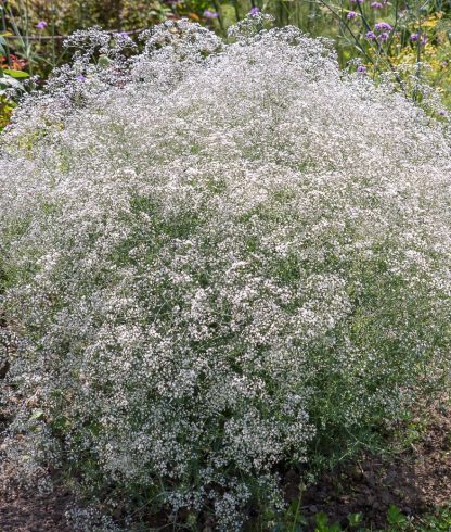 Gypsophila paniculata Schneeflocke
