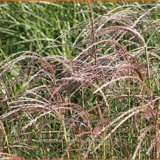 Miscanthus sinensis Flamingo