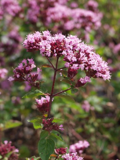 Origanum laevigatum 'Herrenhausen'
