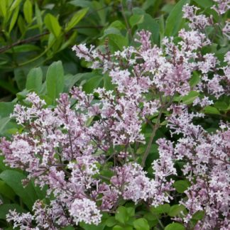 Syringa meyeri 'Palibin'