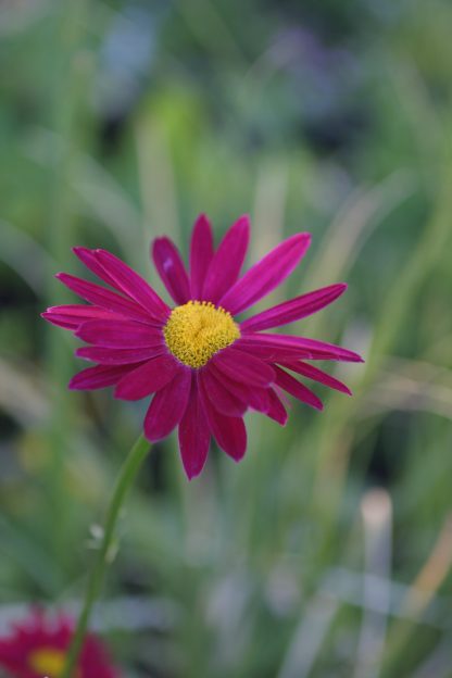Tanacetum coccineum Robinson's Red