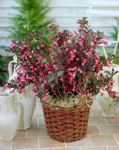 Weigela florida 'Alexandra' – Bild 2