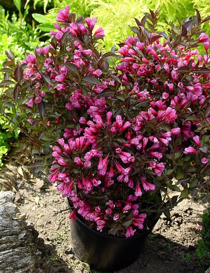Weigela florida 'Alexandra' – Bild 3