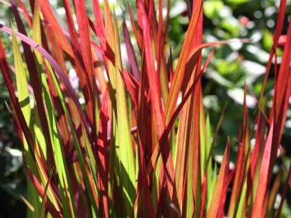Imperata cylindrica Red Baron