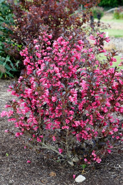 Weigela florida 'Alexandra'