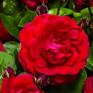 Renaissance® Duftrosen Capricia™ Poulren024 red