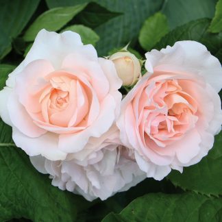 Renaissance® Duftrosen Clair™ Poulsyng peach