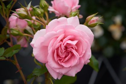 Courtyard® Kletterrose Mamma Mia™ Poulcy013 rosa