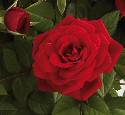 Parade® Zwergrosen Karina™  Poulpar029(N) rot