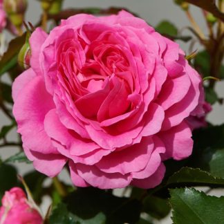 PatioHit® Zwergrosen Carola™ Poulpar116(N)