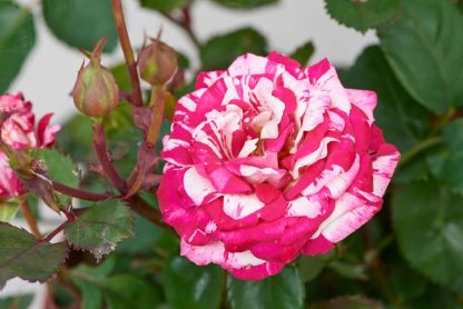 PatioHit® Zwergrosen Gaiana Poulpah105(N)