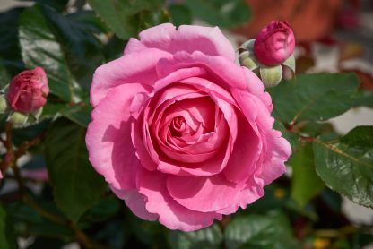 Renaissance® Duftrosen Ghita™  Poulren013 soft pink