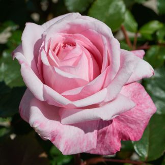 Renaissance® Duftrosen Marlis™  Poulren030 pink