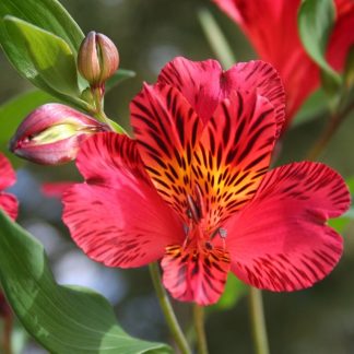Alstroemeria Majestic Chinon