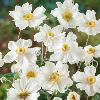 Anemone Japonica-Hybride Honorine Jobert