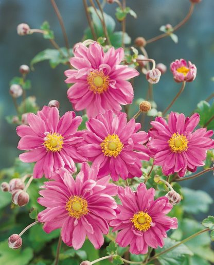 Anemone Japonica-Hybride Pamina