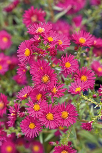 Aster n-b Crimson Brocade