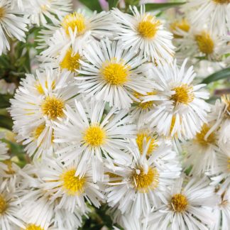 Aster n-b Schneeberg
