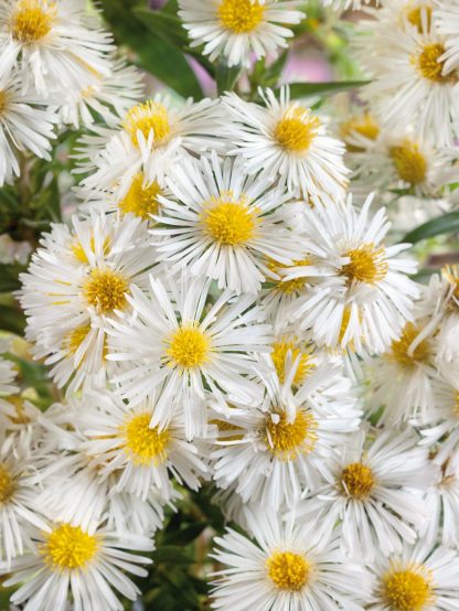 Aster n-b Schneeberg
